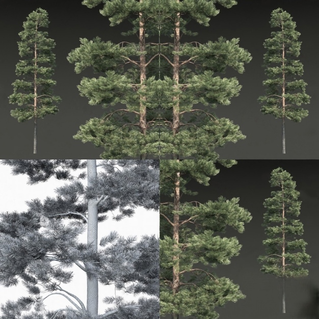 松树3D模型